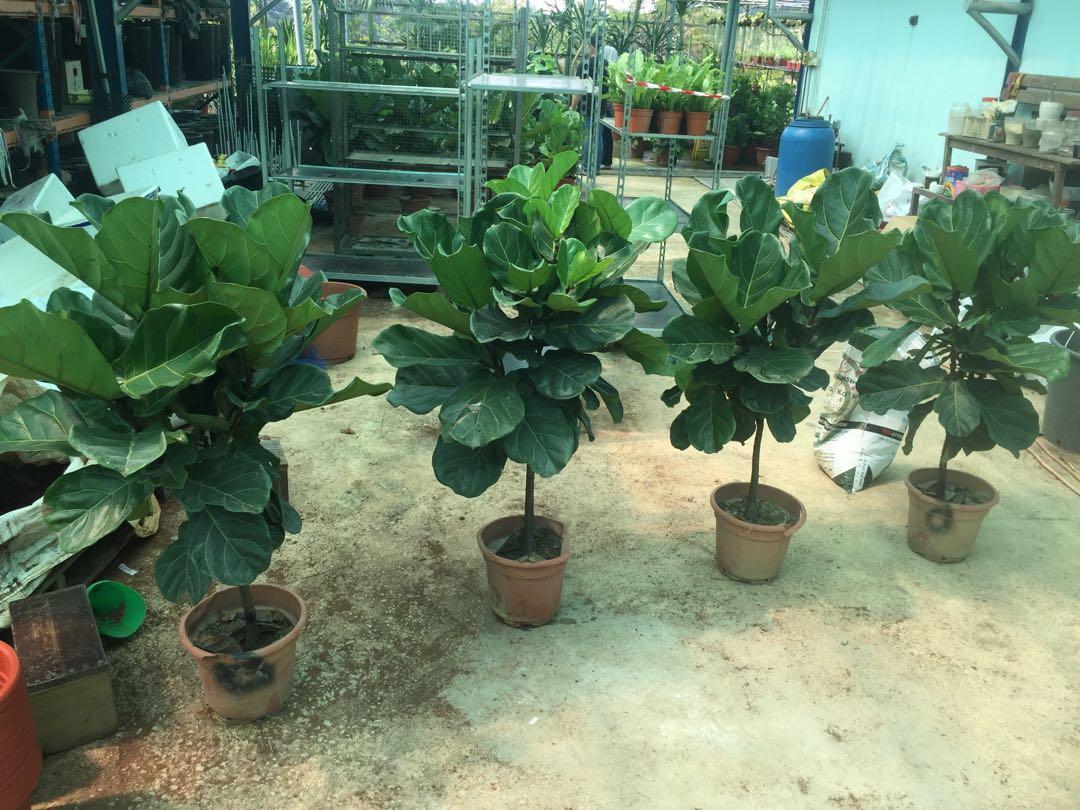 ficus_lyrata_1316mtr_1559450848_da1c0e1e_progressive.jpg