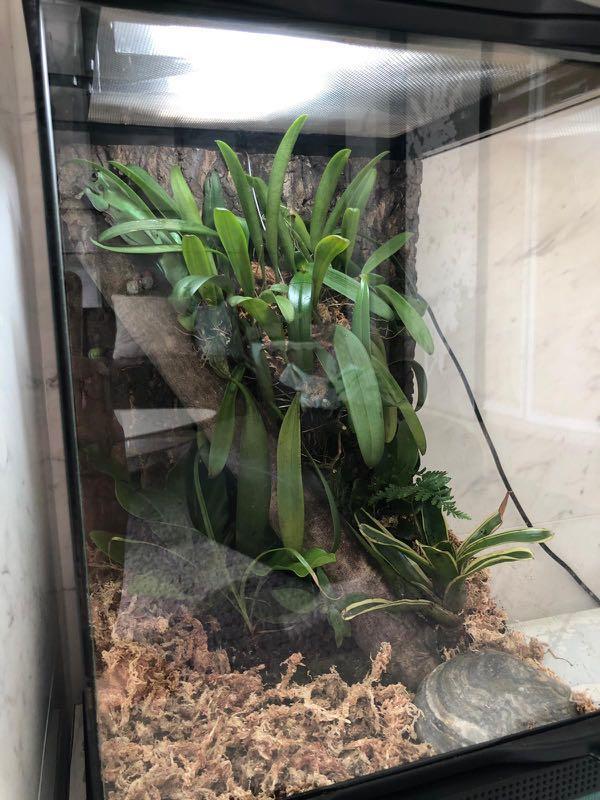 Zoomed exo terra planted terrarium 45x30x30, Supplies, & Other Pet Accessories on Carousell