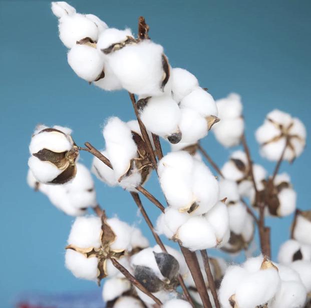 6 bud cotton plant decoration furniture home living home decor other home decor on carousell