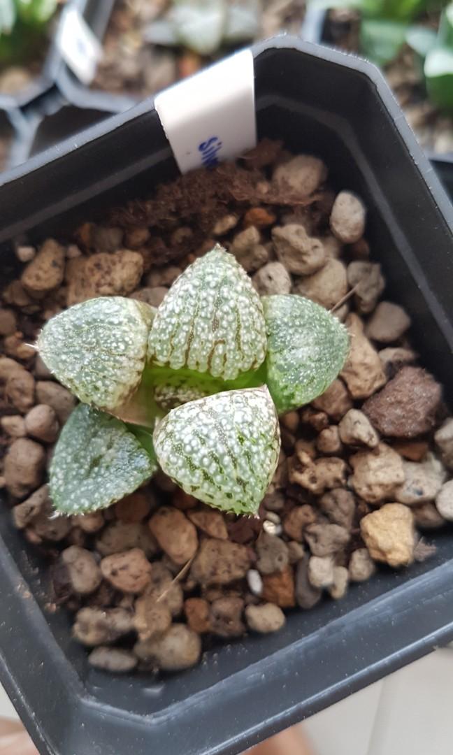 Details about   Haworthia picta hybrid II Phyto available 7 cm po t