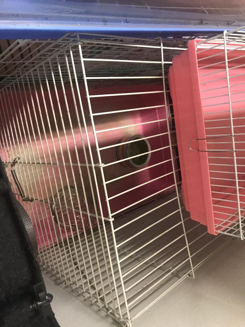Pink Guinea Pig Cage, Pet Supplies, Homes & Other Pet Accessories on