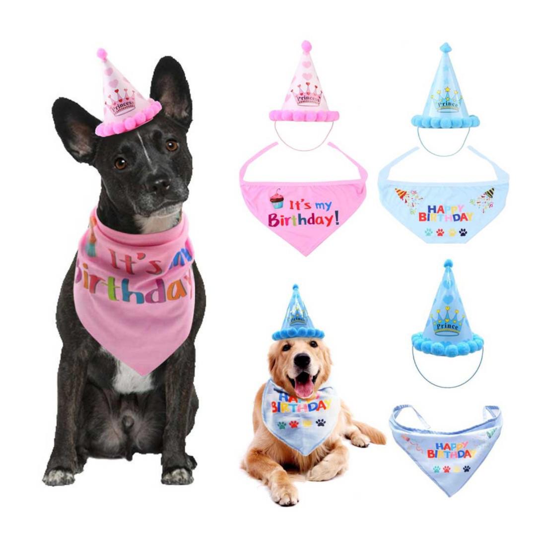 small dog birthday hat