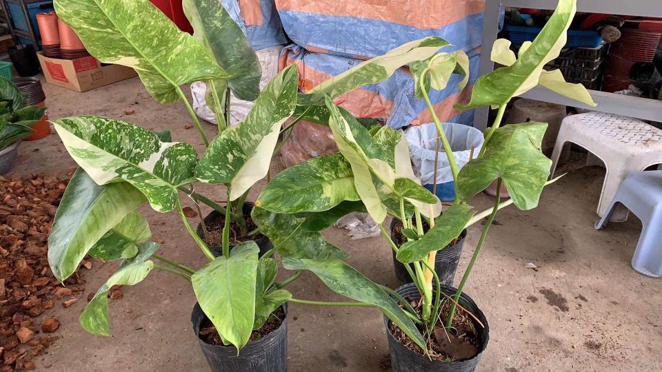 Philodendron Jose Buono Gardening Plants On Carousell