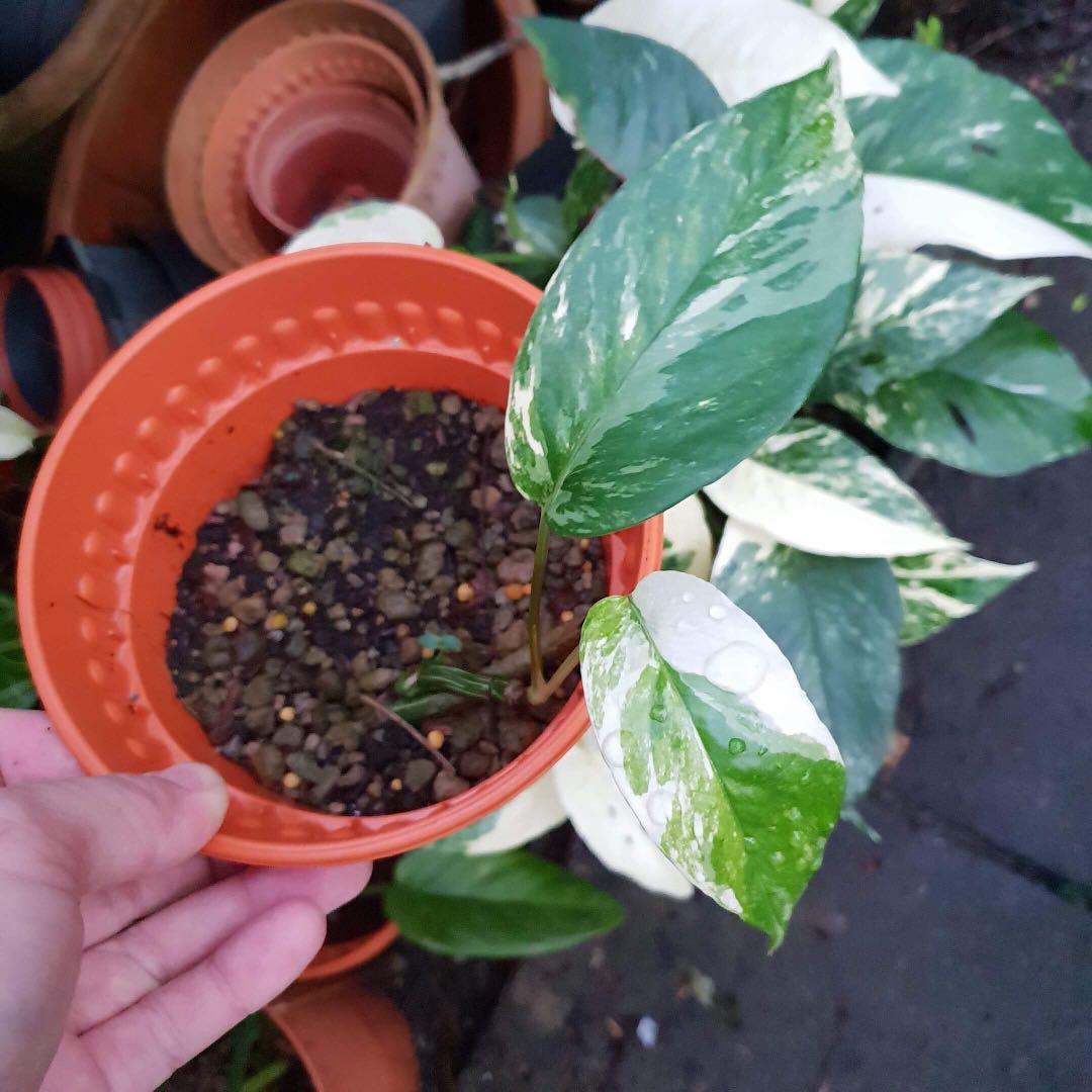 Epipremnum Pinnatum Variegata For Sale Gardening Plants On Carousell