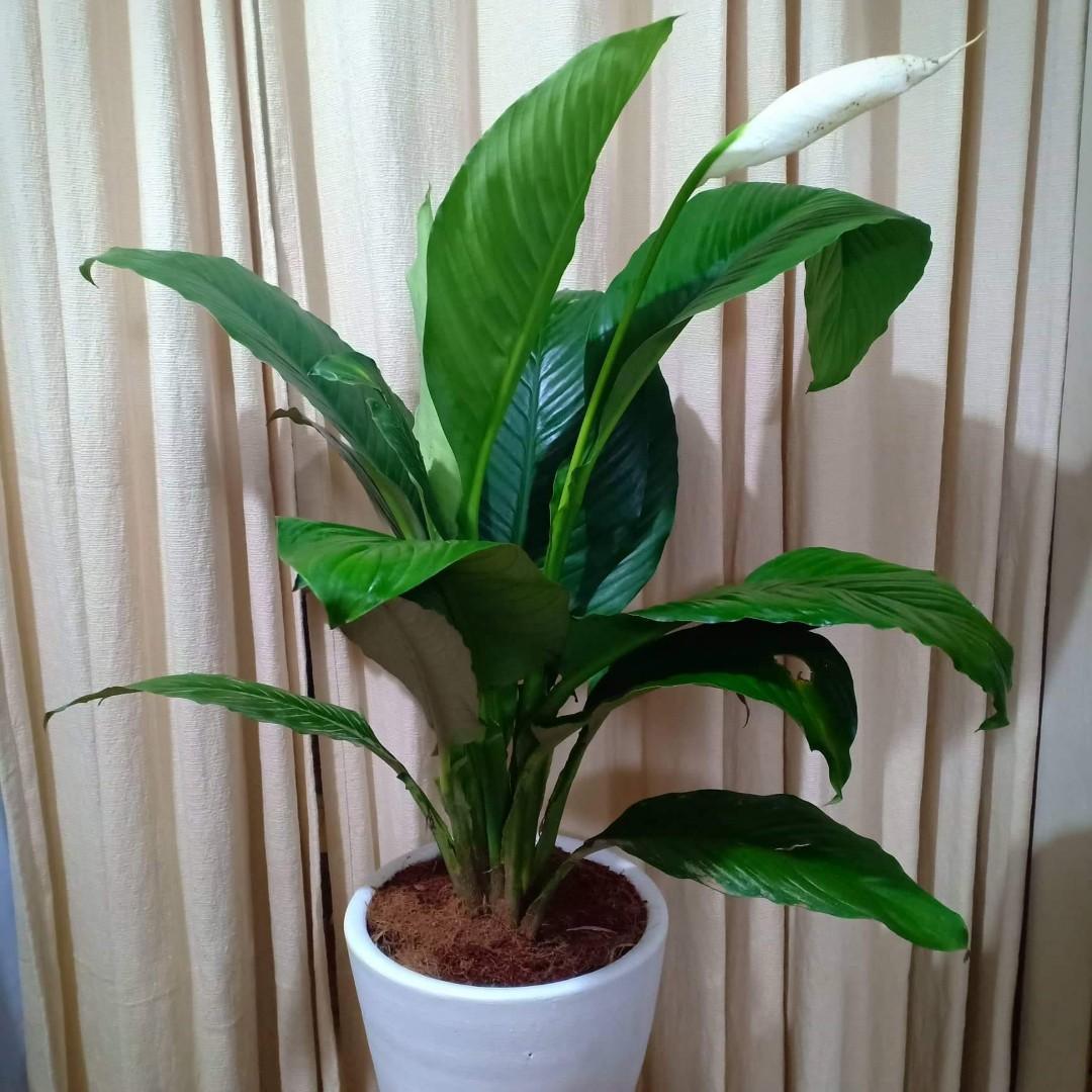 Sensation Plant (With Flower), Furniture & Home Living, Home Decor
