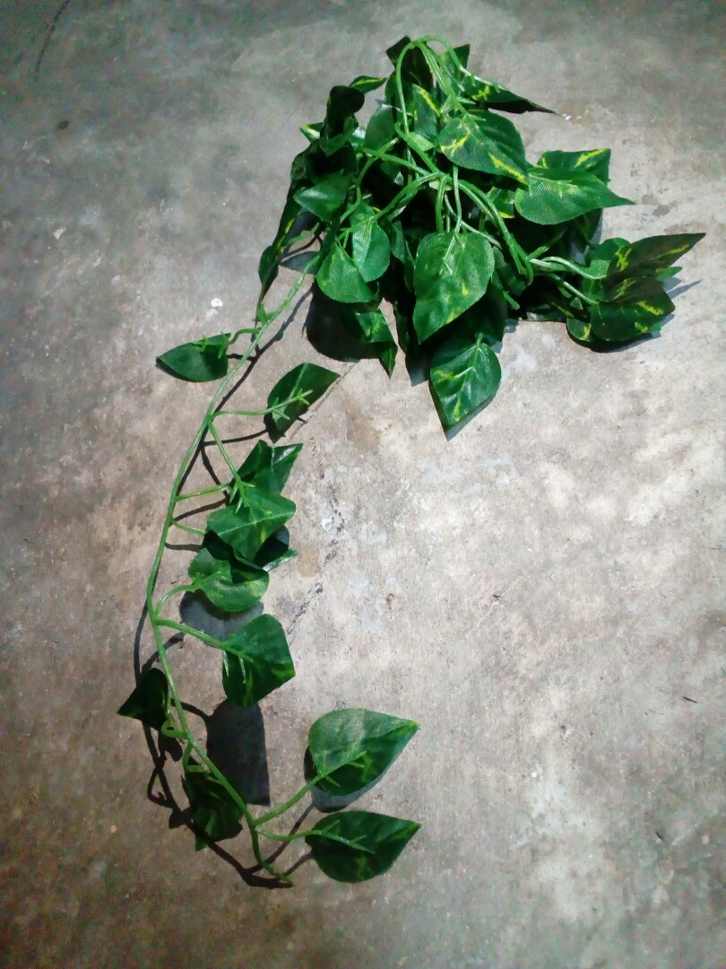 Artificial Money Plant Golden Pothos Devil S Ivy Epipremnum Aureum - artificial money plant golden pothos devil s ivy epipremnum aureum vine gardening plants on carousell
