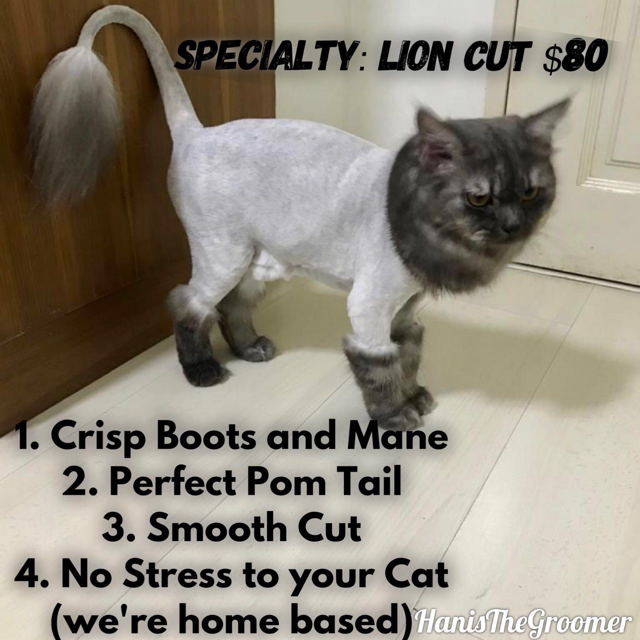 57 HQ Images Lion Cut Cat At Home : Lion Cut Cat Fun And Practical Grooming Technique Or Big Mistake