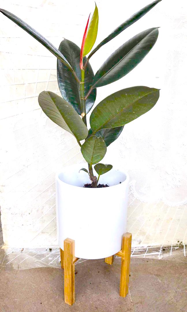 Indoor Plants Ficus Elastica Or Asparagus Fern In White Ceramic Pot And Wooden Stand Gardening Plants On Carousell