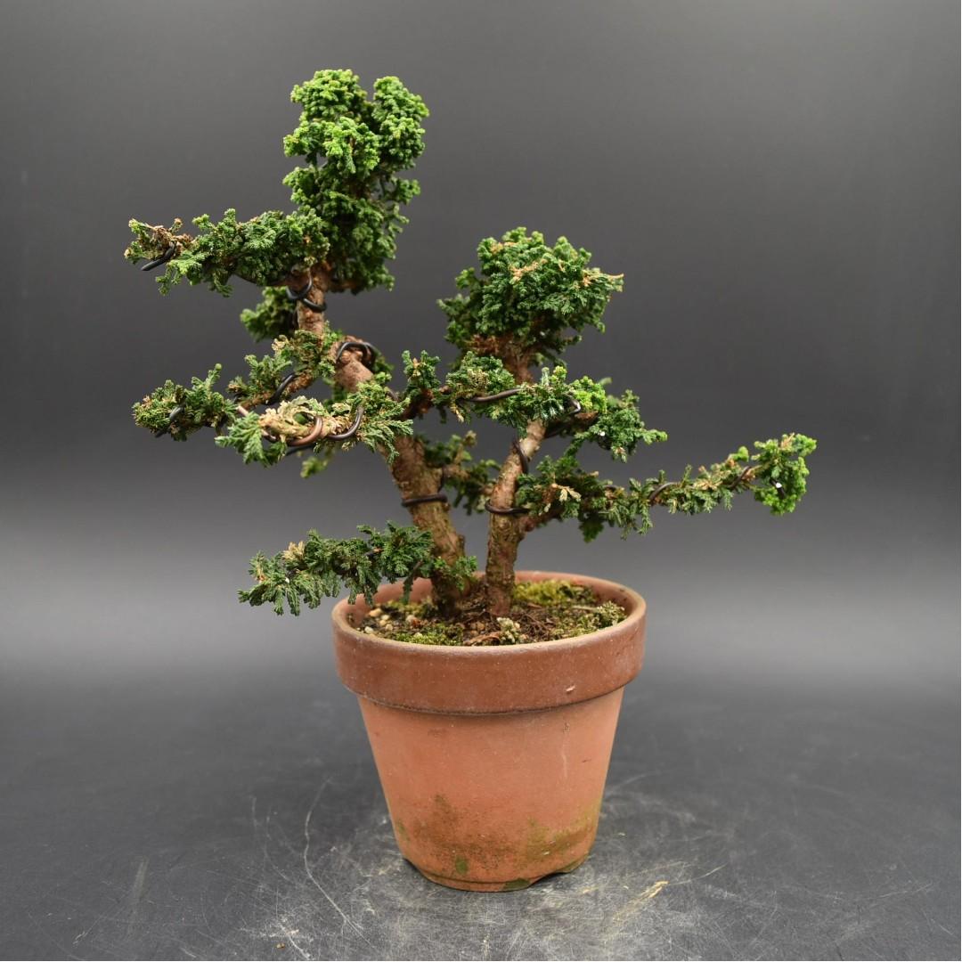 Japan Bonsai Sekka Hinoki Height 16cm Width 20cm Gardening - 