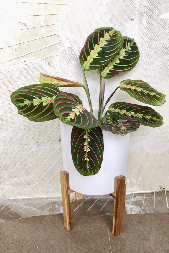 Prayer Plants In Elegant White Ceramic Pot On Wooden Stand Gardening Plants On Carousell