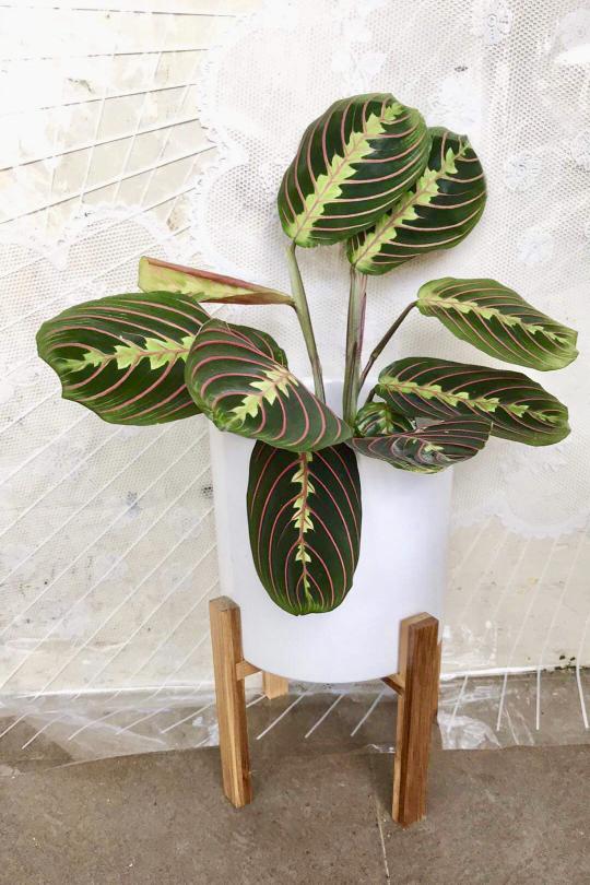 Prayer Plants In Elegant White Ceramic Pot On Wooden Stand Gardening Plants On Carousell