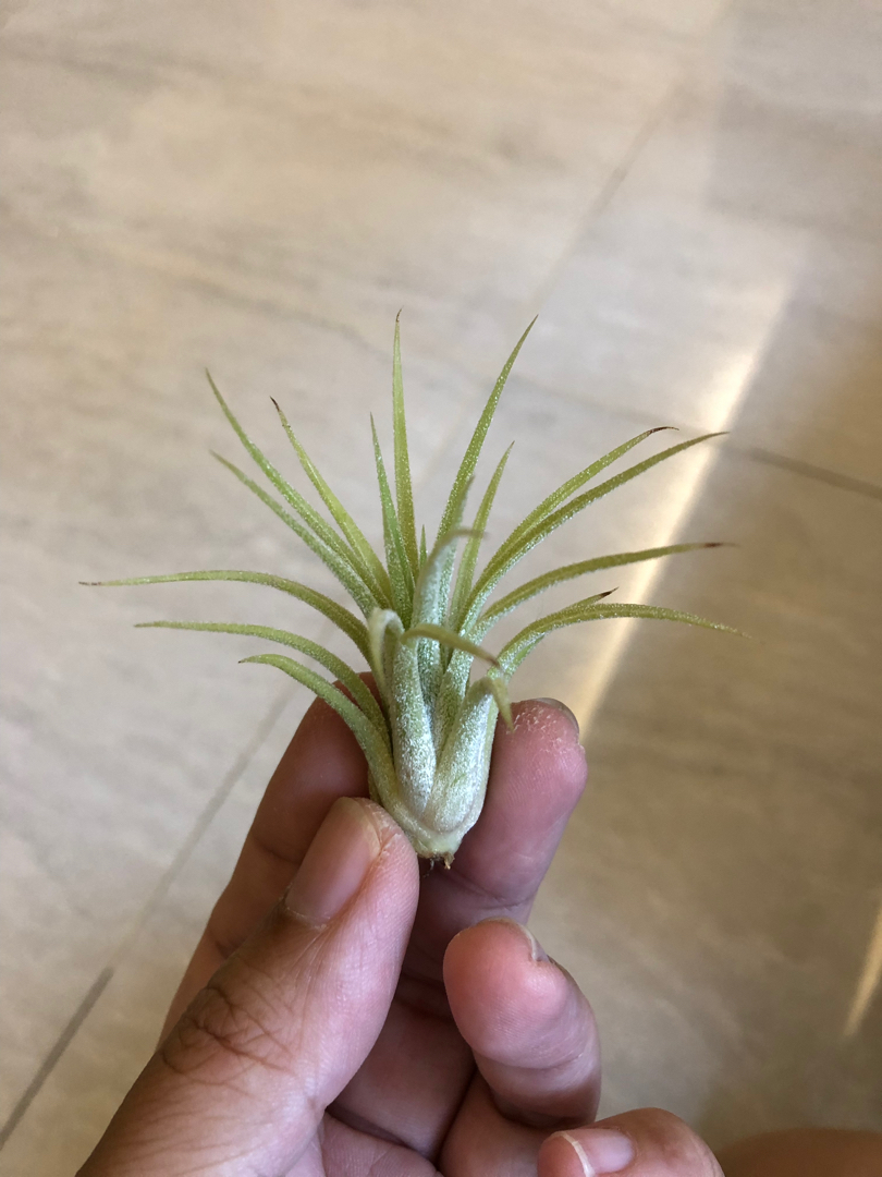 Tillandsia Ionantha Sumo White (RFI), Furniture & Home Living