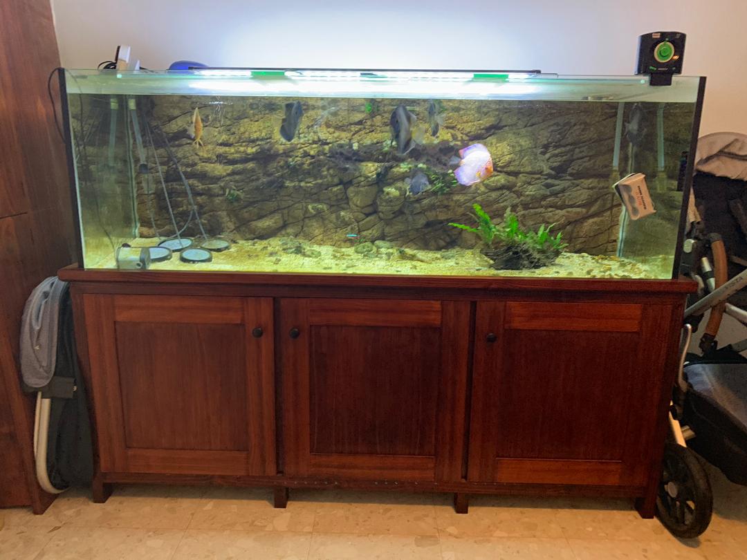 6ft Fish Tank With Solid Wood Stand Pet Supplies For Fish Fish