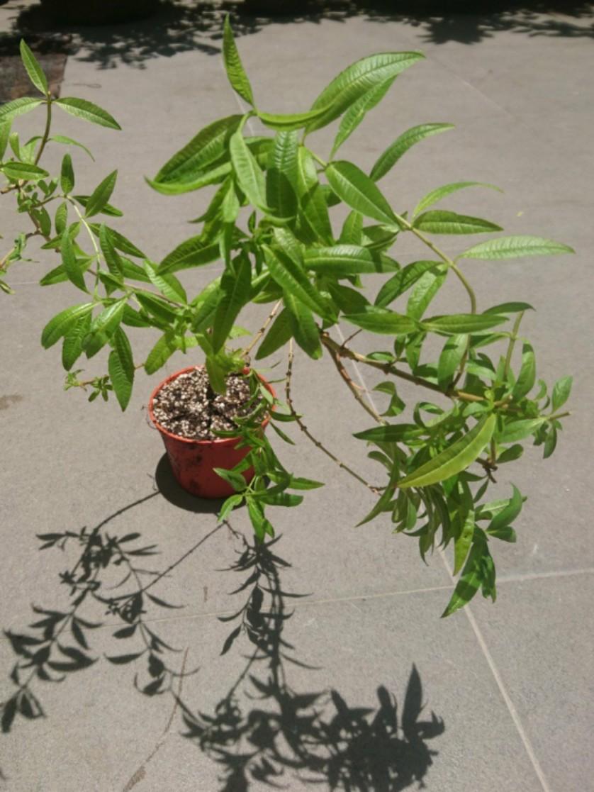 大盆檸檬馬鞭草 有機種植 傢俬 家居 園藝 植物及種子 Carousell