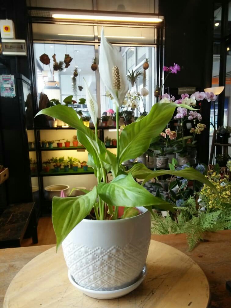 84 Gambar Rumah Warna Lily White Terbaik