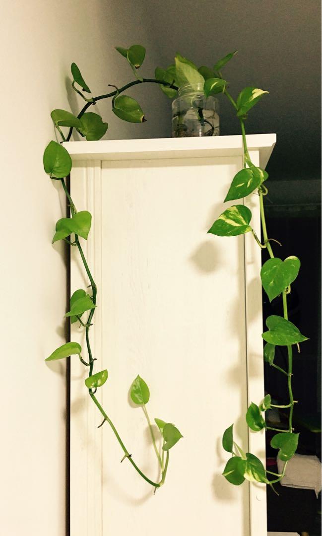 2 3 Cuttings Minimalism Devil S Ivy Cuttings For Indoor Hanging In Water Gardening Plants On Carousell