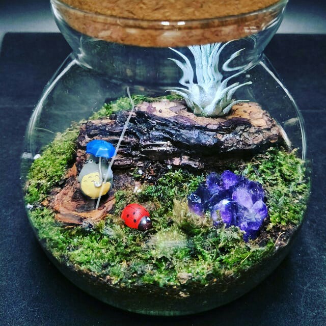 Totoro In Amethyst Terrarium Garden Standing In The Rain Ft The Red Lady Bird Gardening Plants On Carousell