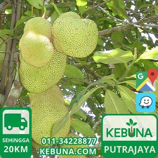 (Category: ) located in . Submitted by kebuna (Listing ID 233300494, Image 1). Description: .