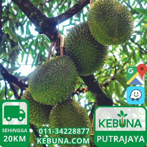 Anak Pokok Durian Musang King Putrajaya Plant Home Furniture Gardening On Carousell
