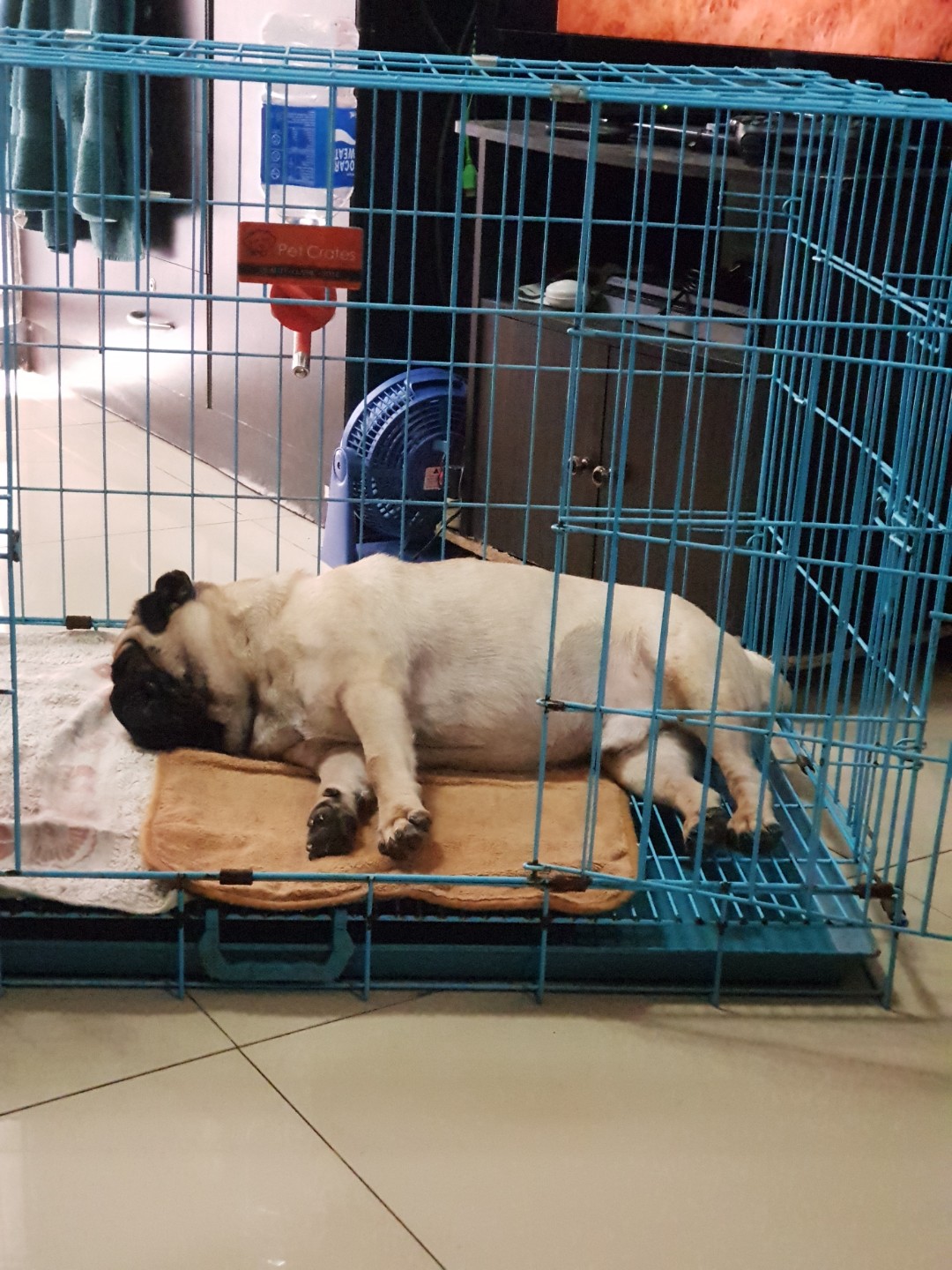Pug dog store cage