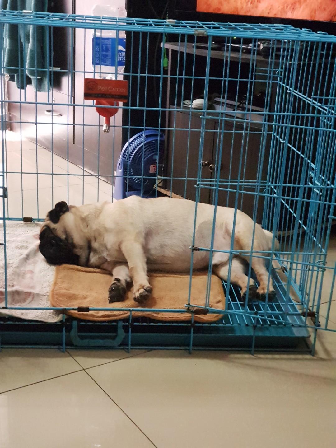 Animal/dog crate/cage (dog not included 
