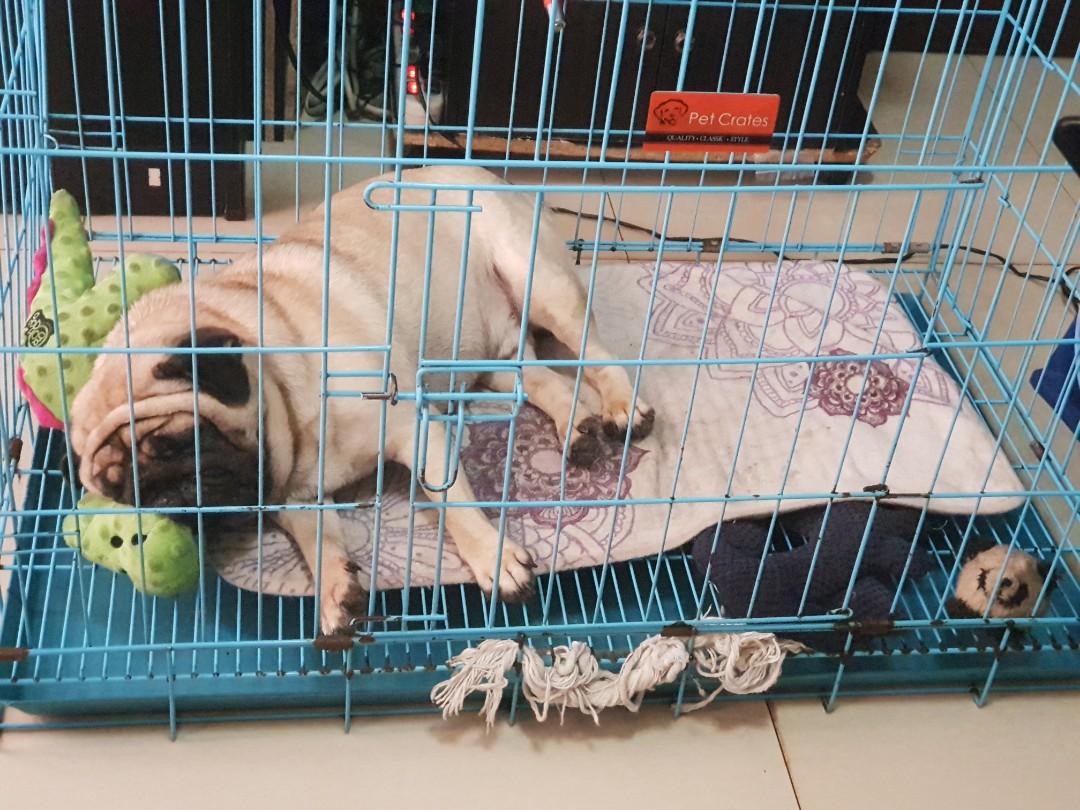 Animal/dog crate/cage (dog not included), Pet Supplies, Homes & Other Pet  Accessories on Carousell