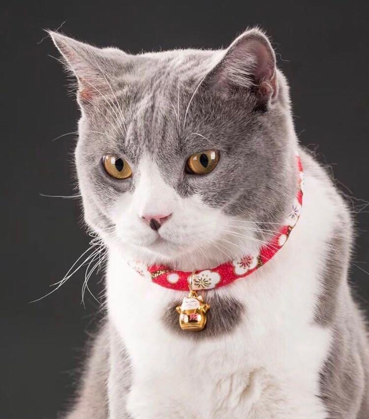 japanese style cat collar