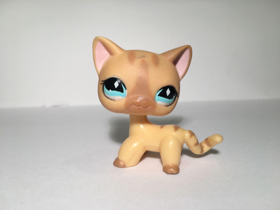 lps shorthair cat