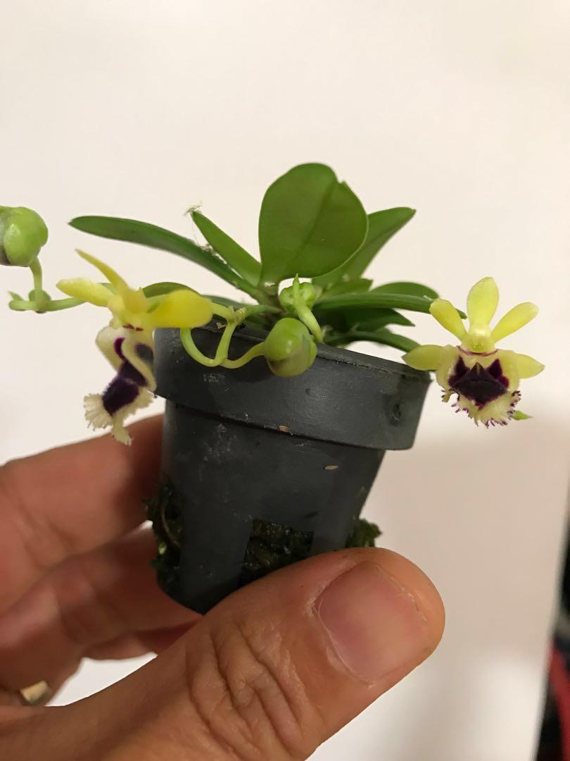 Miniature Orchids Haraella Retrocalla Gardening Plants On Carousell