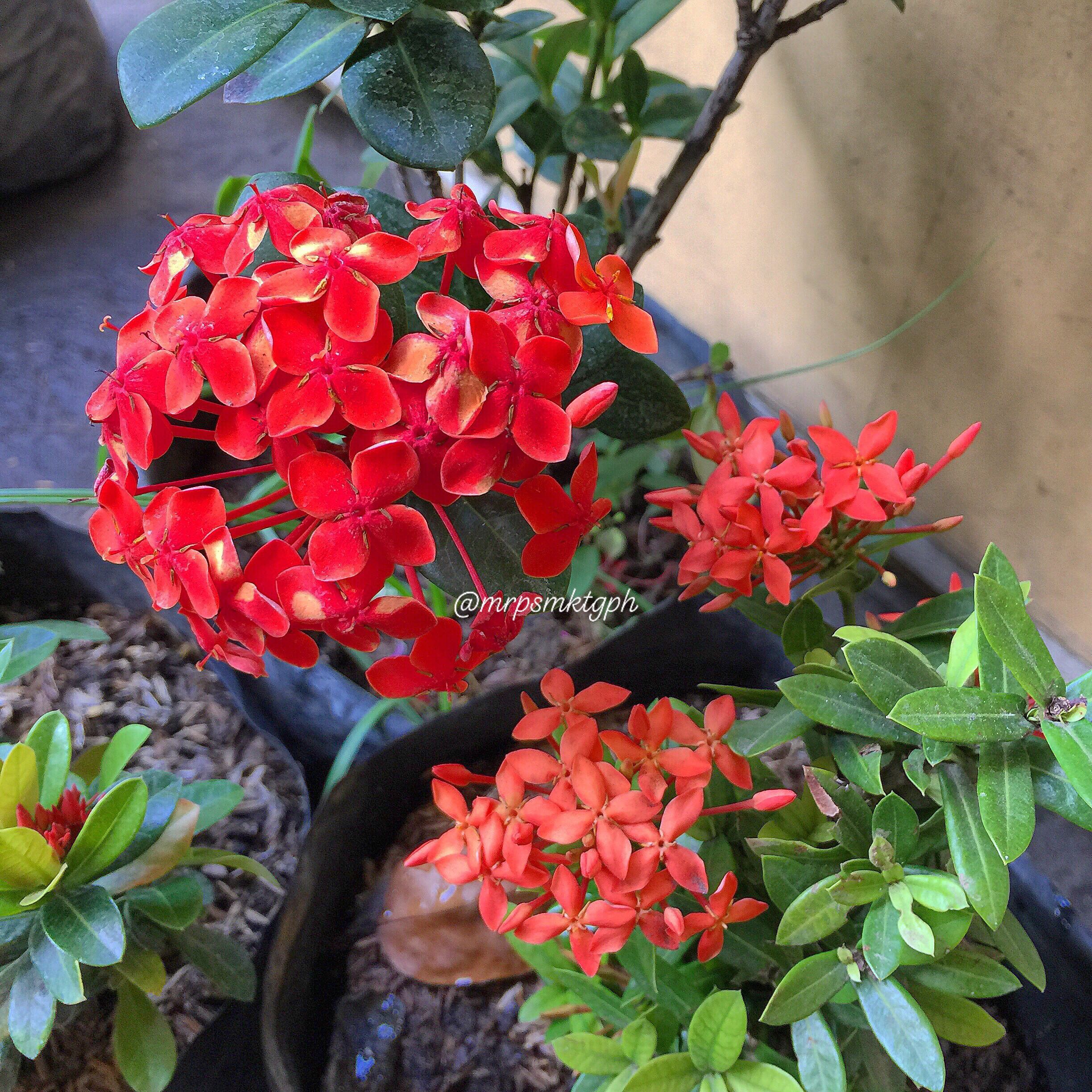 Santan Plant, Furniture &amp; Home Living, Gardening, Plants