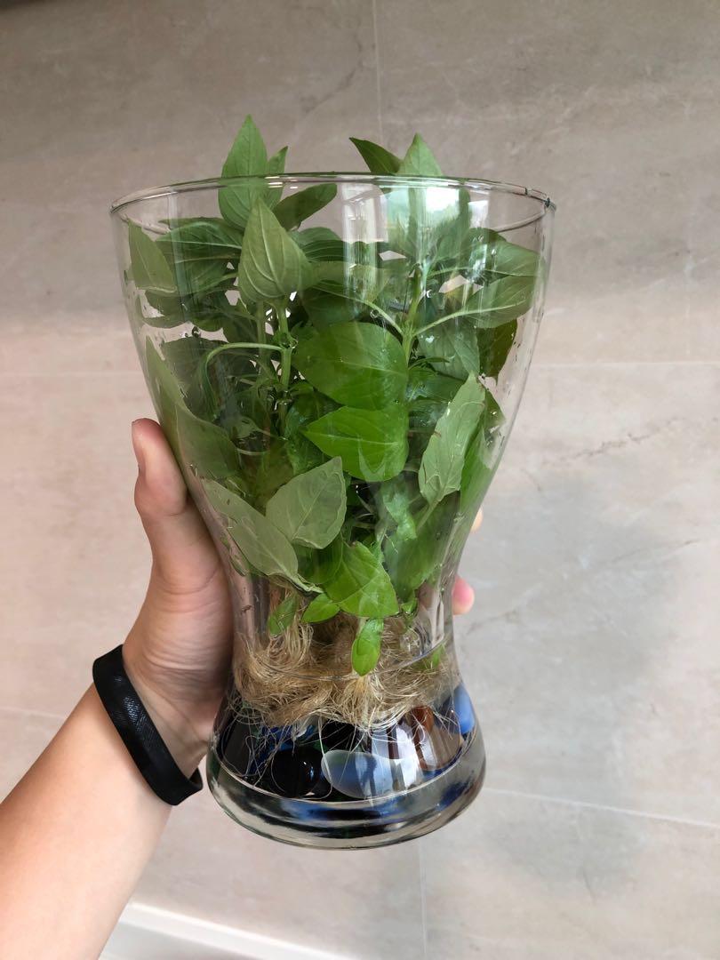 九層塔Thai Basil, 傢俬＆家居, 園藝, 植物及種子 Carousell