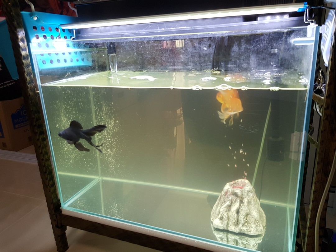 Goldfish tank pump discount