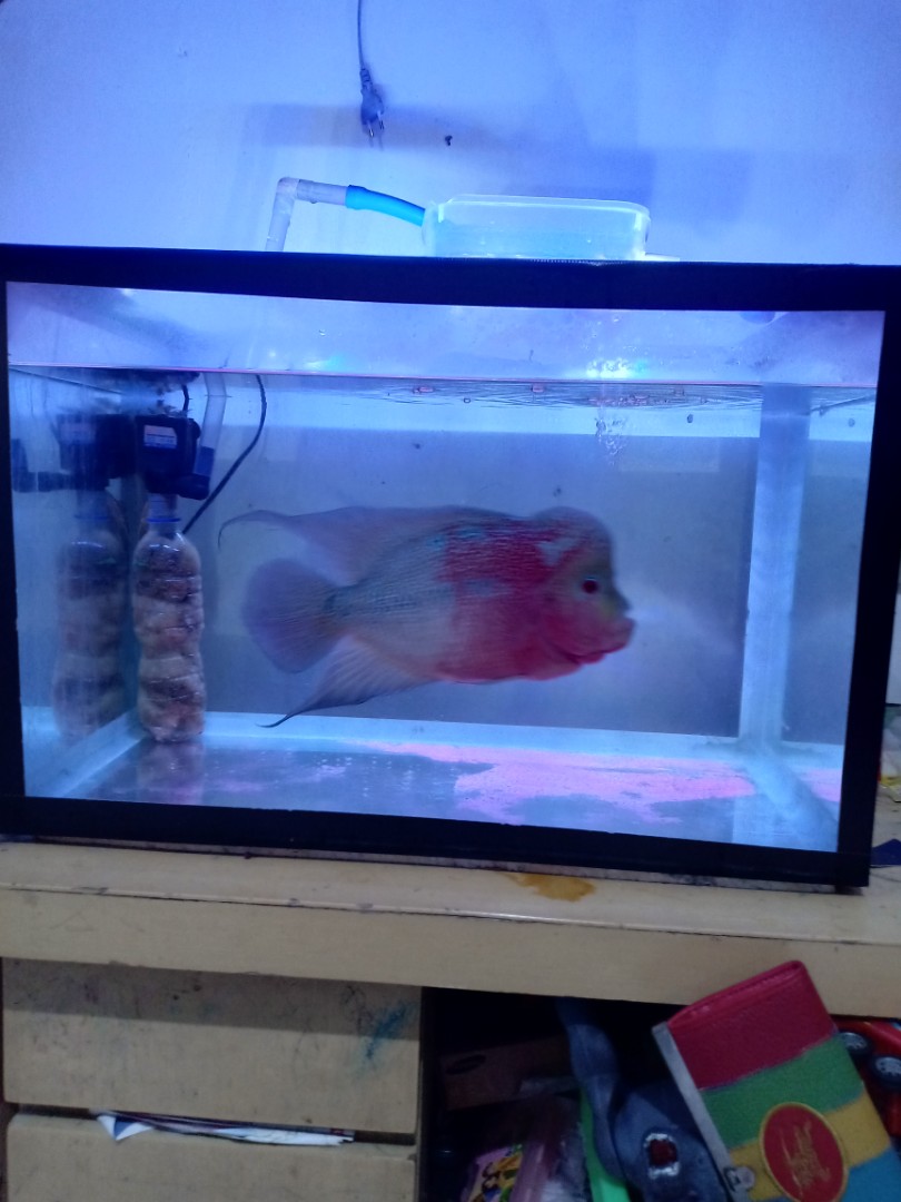 88+ Desain Aquarium Ikan Louhan Gratis