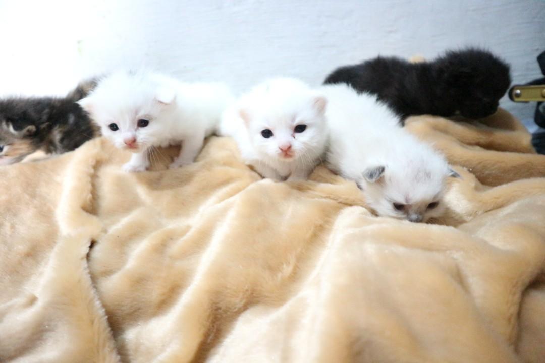 Jual Kitten Kucing Anakan Indukan Persia Medium, Perlengkapan 