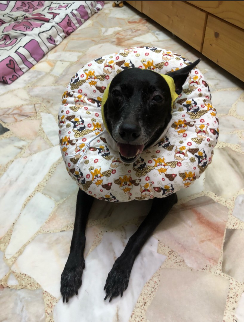 large breed dog cone