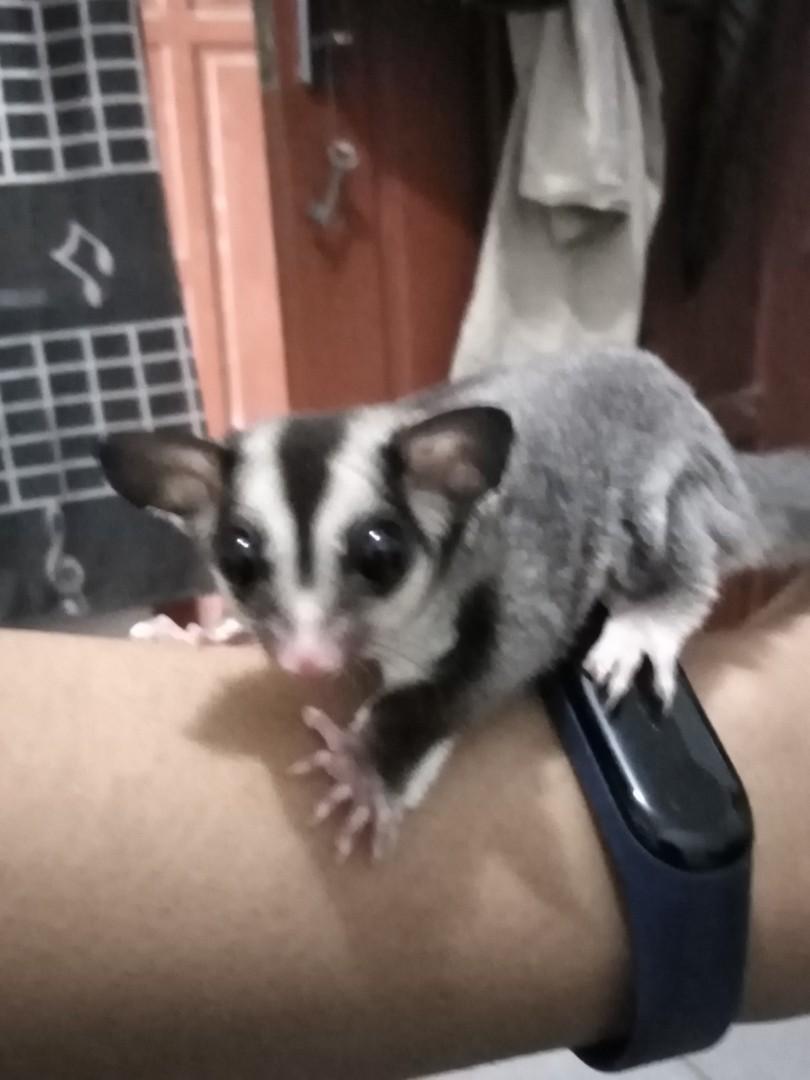 morrisons flea shampoo