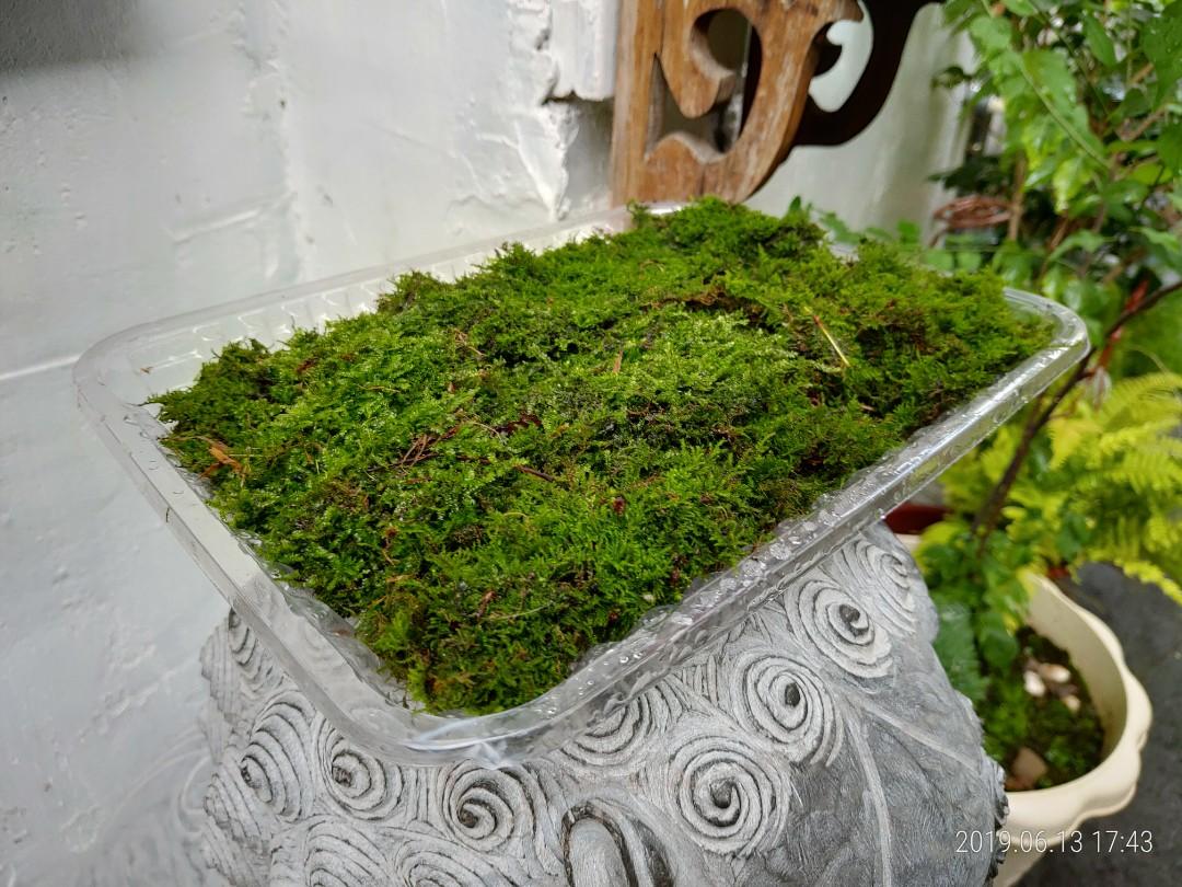 鮮活 苔蘚 水苔 高山苔 大灰蘚 微景觀 居家生活 園藝在旋轉拍賣