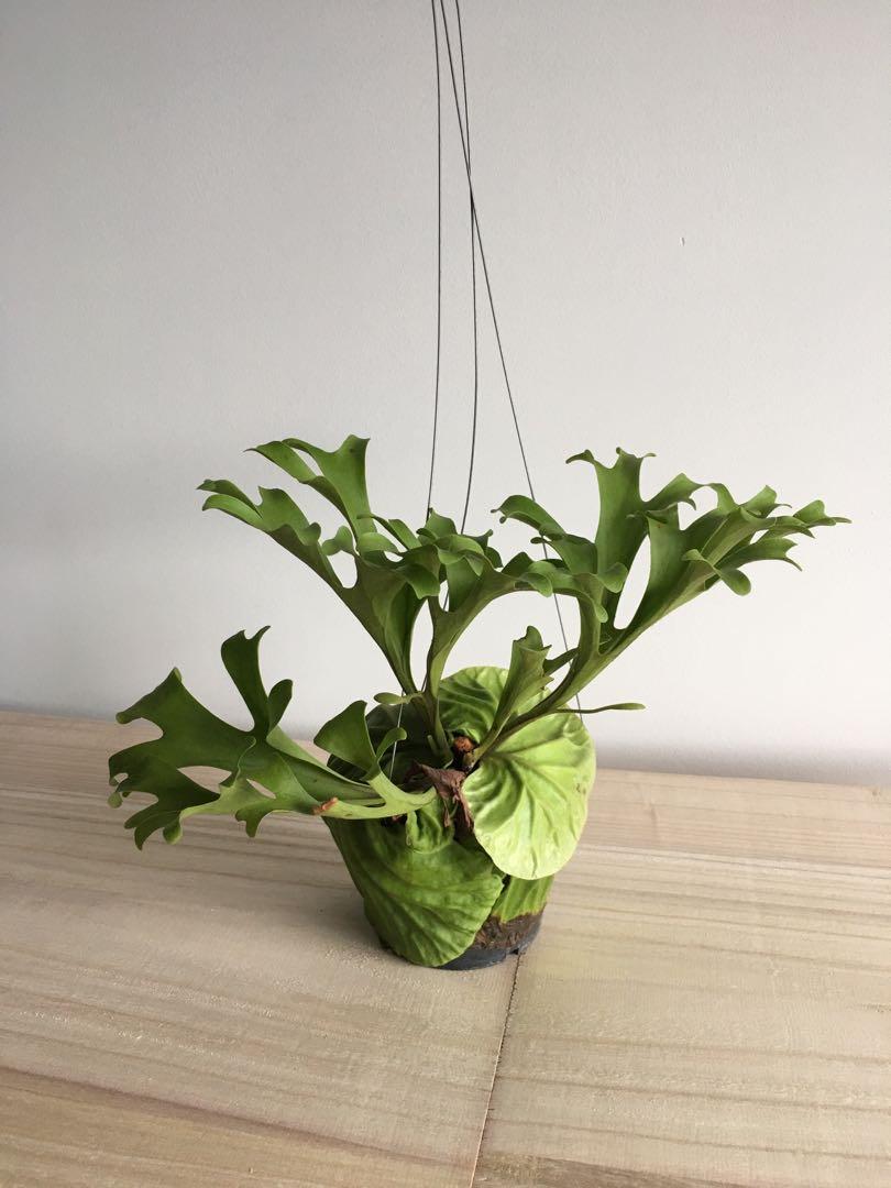 Reserved Staghorn Fern Platycerium Ridleyi 2 Gardening Plants On Carousell