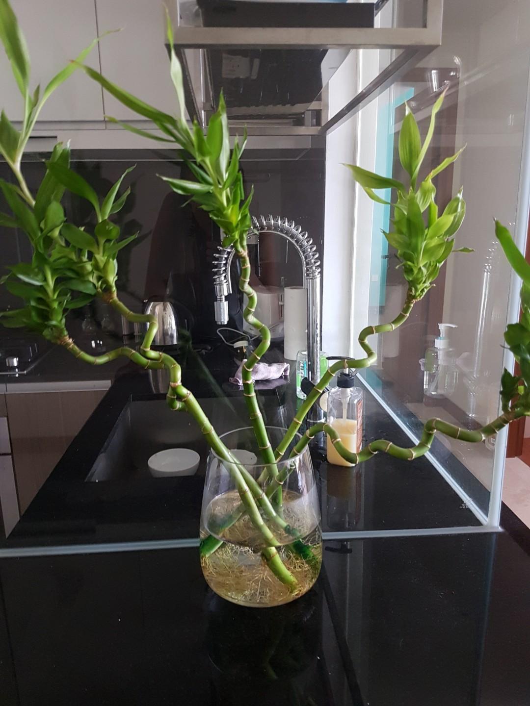 Glass Vase Plus Bamboo Flower Furniture Home Decor Others On