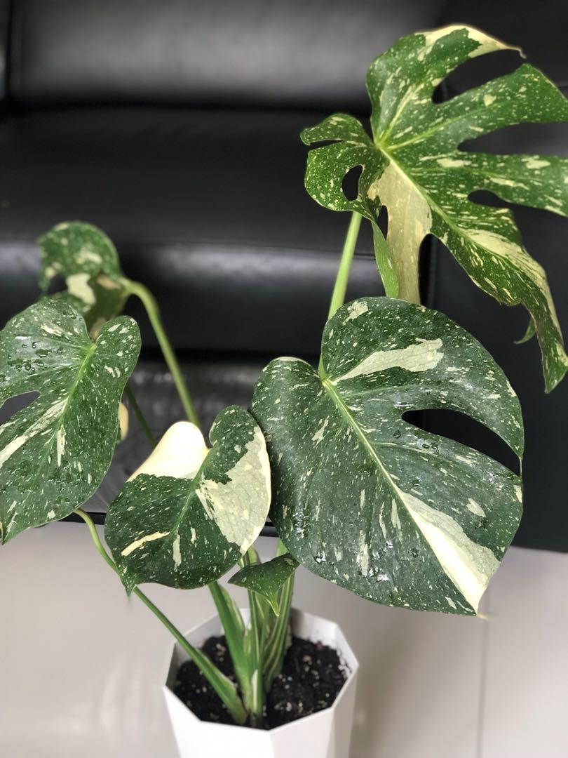 Rare Plant Variegated Thai Constellation Monstera Gardening Plants On Carousell