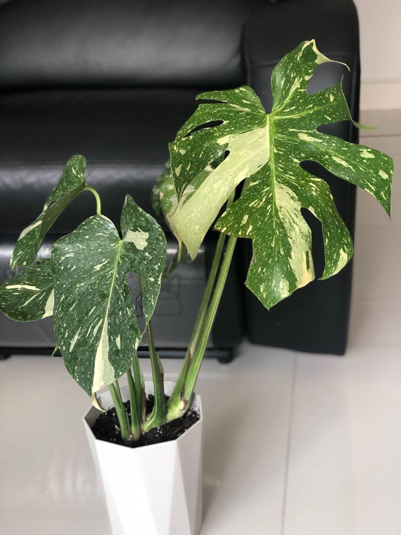 Arcadia Garden Products LV70 Live 4 Monstera Thai Constellation