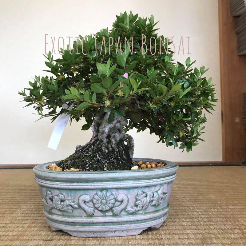 Satsuki Azalea Bonsai, Furniture & Home Living, Gardening, Plants