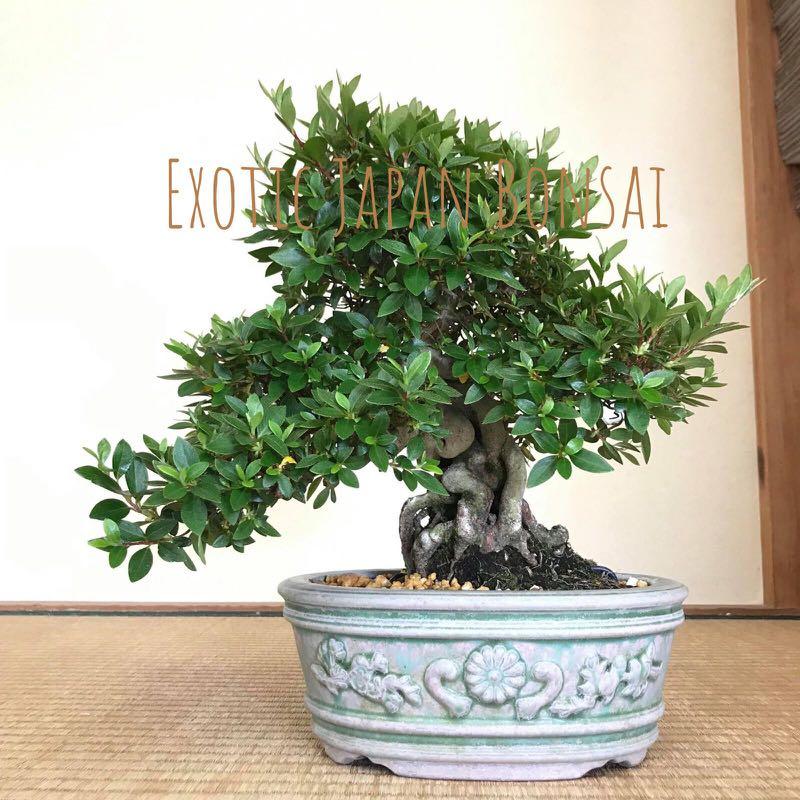 Satsuki Azalea Bonsai, Furniture & Home Living, Gardening, Plants