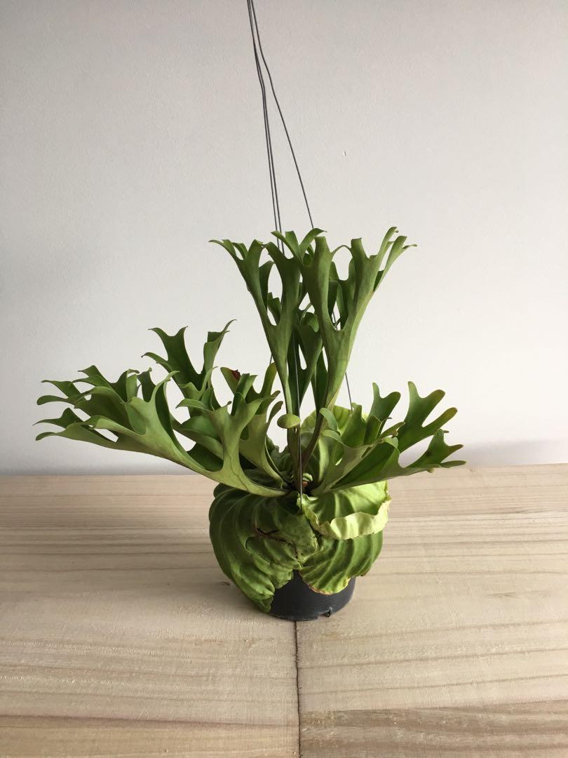 Reserved Staghorn Fern Platycerium Ridleyi 4 Gardening Plants On Carousell