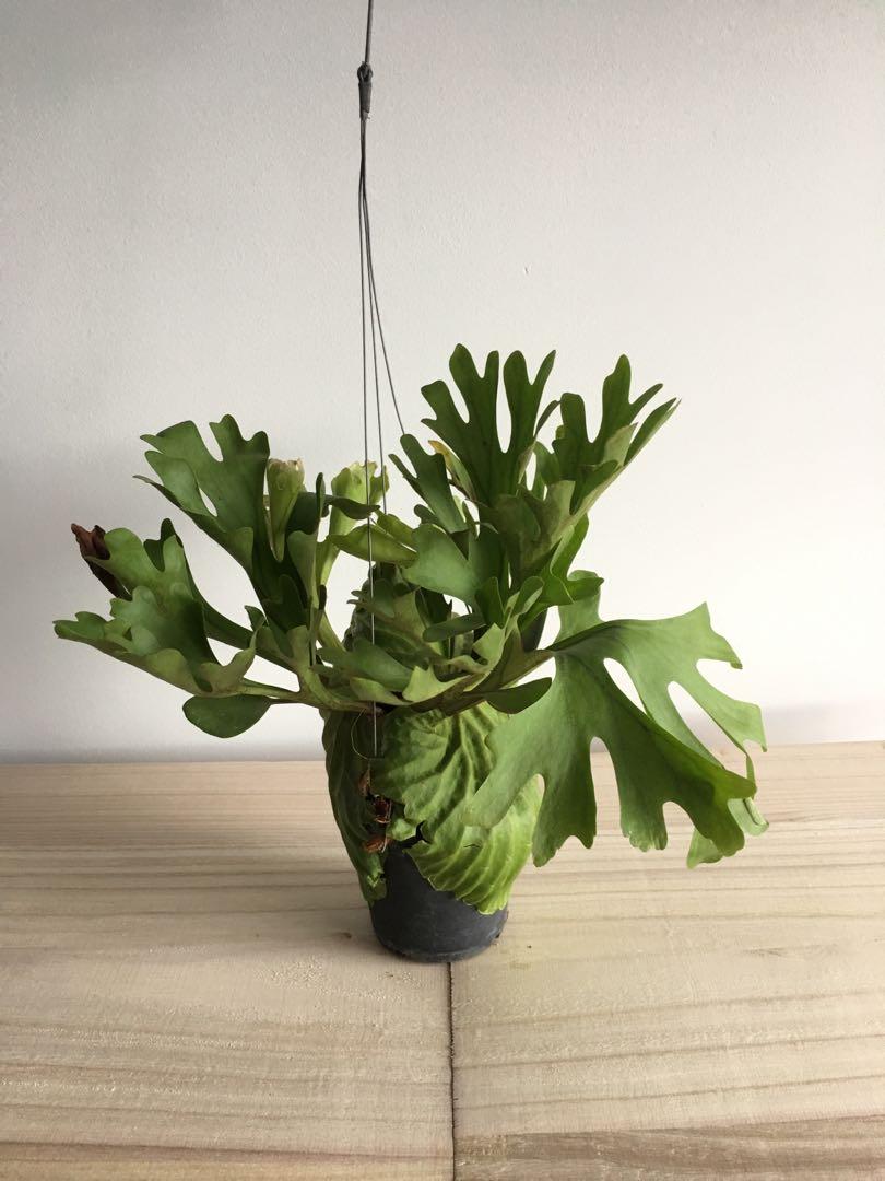 Reserved Staghorn Fern Platycerium Ridleyi 5 Furniture Home Living Gardening Plants Seeds On Carousell