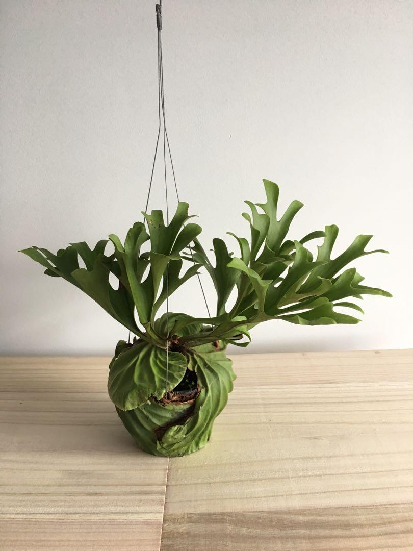 Staghorn Fern Platycerium Ridleyi 10 Gardening Plants On Carousell Staghorn Fern Platycerium Ridleyi 10 Gardening Plants On Carousell