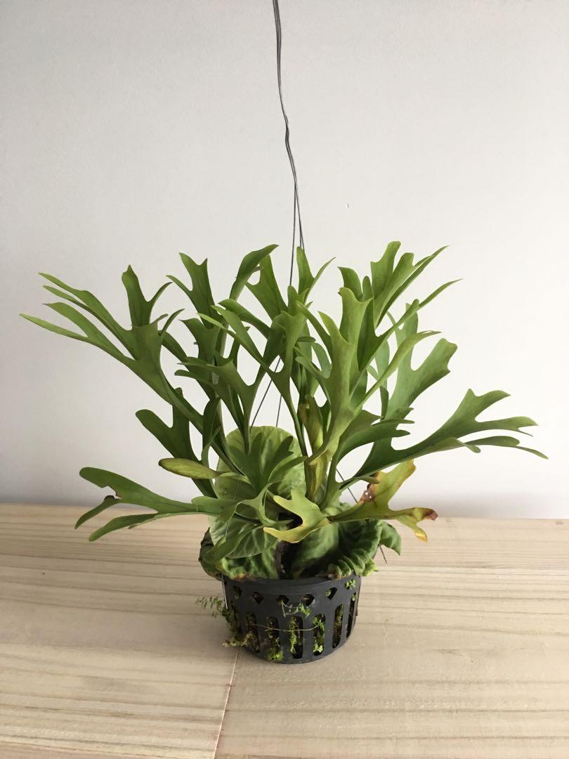 Staghorn Fern Platycerium Ridleyi 12 Gardening Plants On Carousell