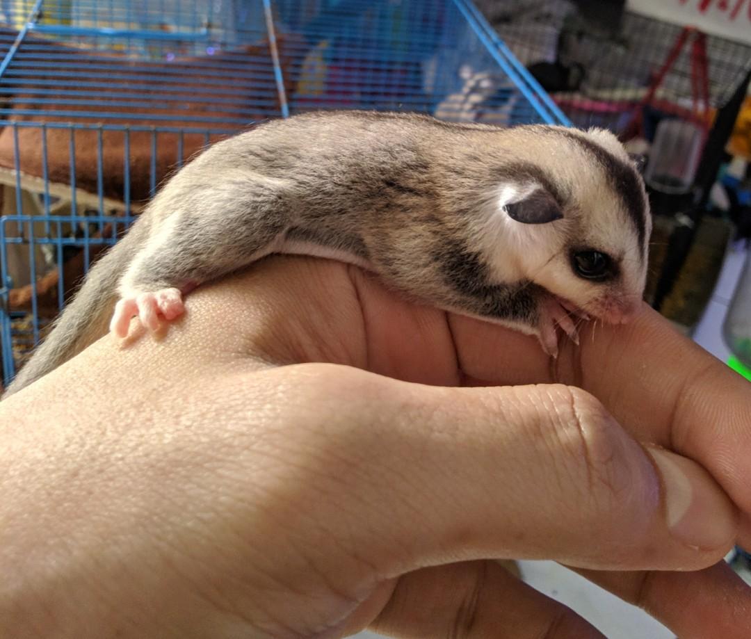 Sugar sales glider wf