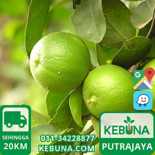 Anak Pokok Limau Nipis Putrajaya Key Lime Plant On Carousell