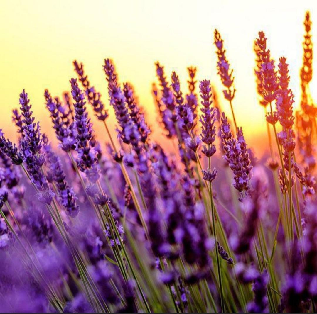 Lavandin Seeds, Gardening, Plants on Carousell